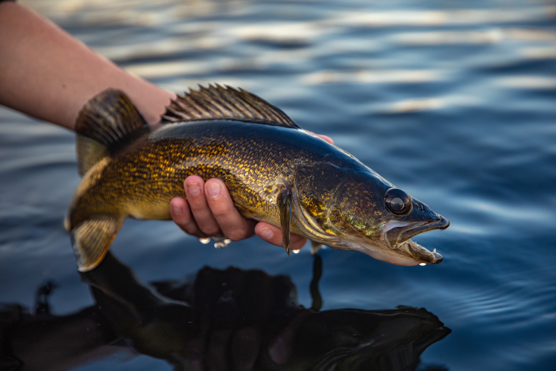 A hand holds a gold and green fish above the water