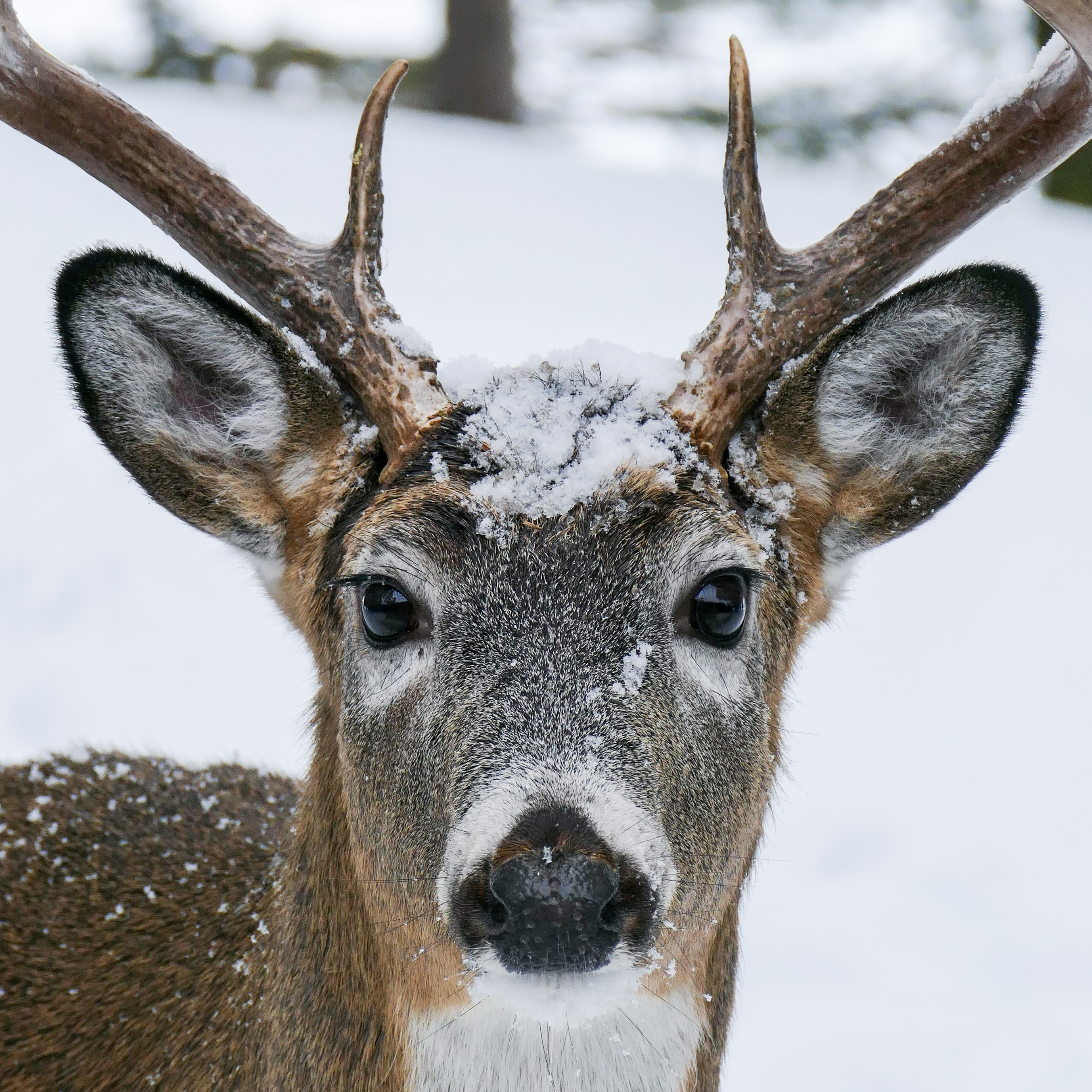A deer covered in a light dusting of snow