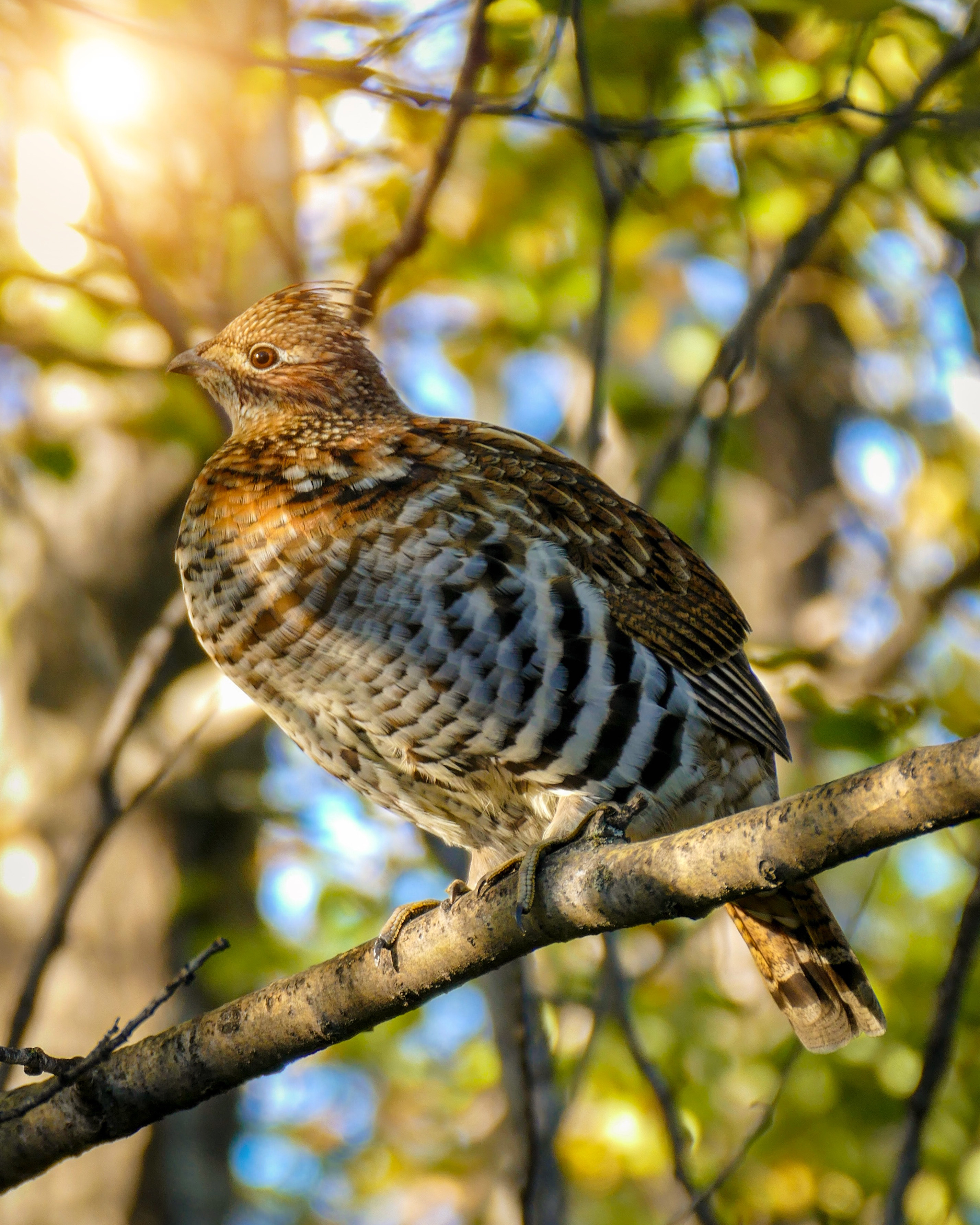 A brown and white speckled bird sits on a tree branch
